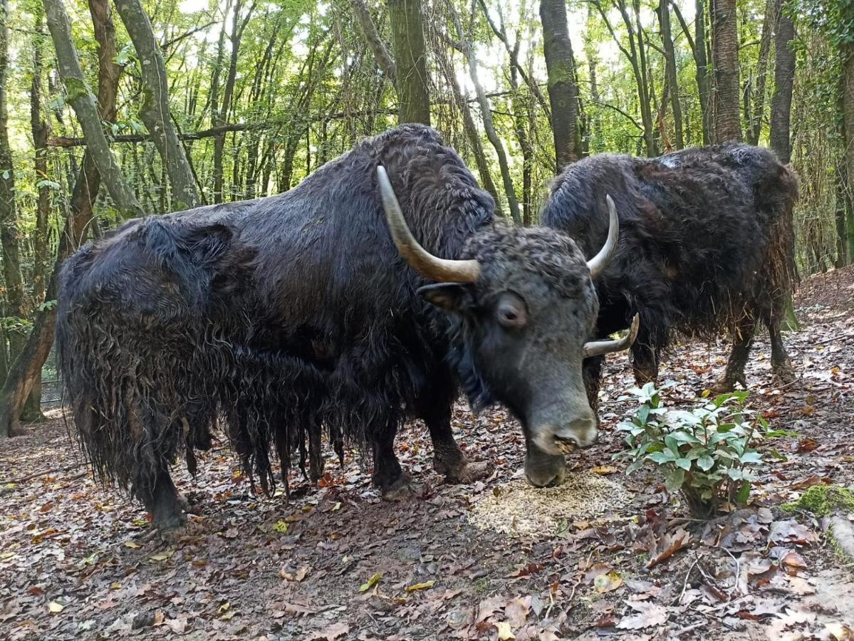 Polonezkoey Country Club & Accommodation In The Wildlife Park! Istanbul Luaran gambar