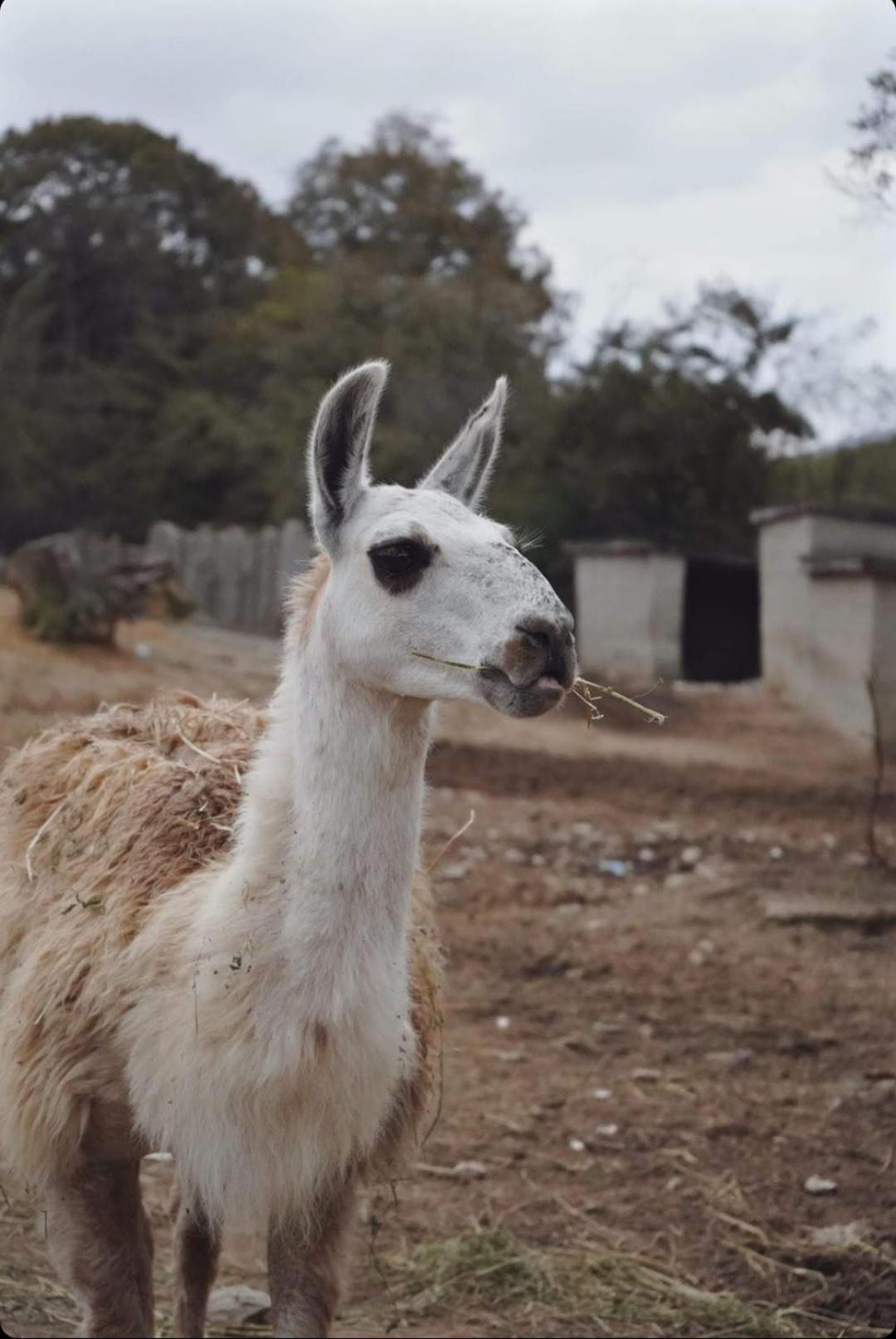 Polonezkoey Country Club & Accommodation In The Wildlife Park! Istanbul Luaran gambar