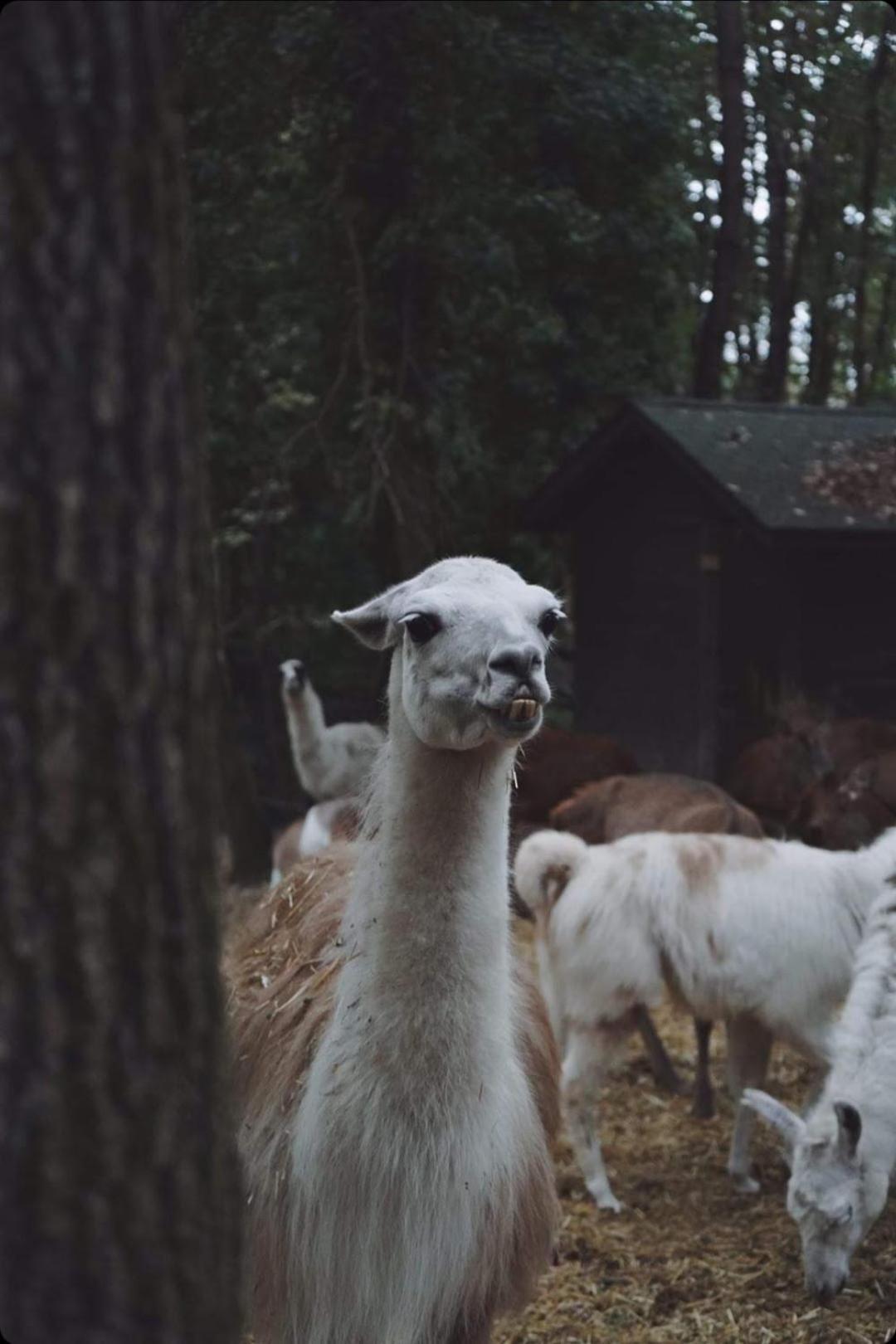 Polonezkoey Country Club & Accommodation In The Wildlife Park! Istanbul Luaran gambar