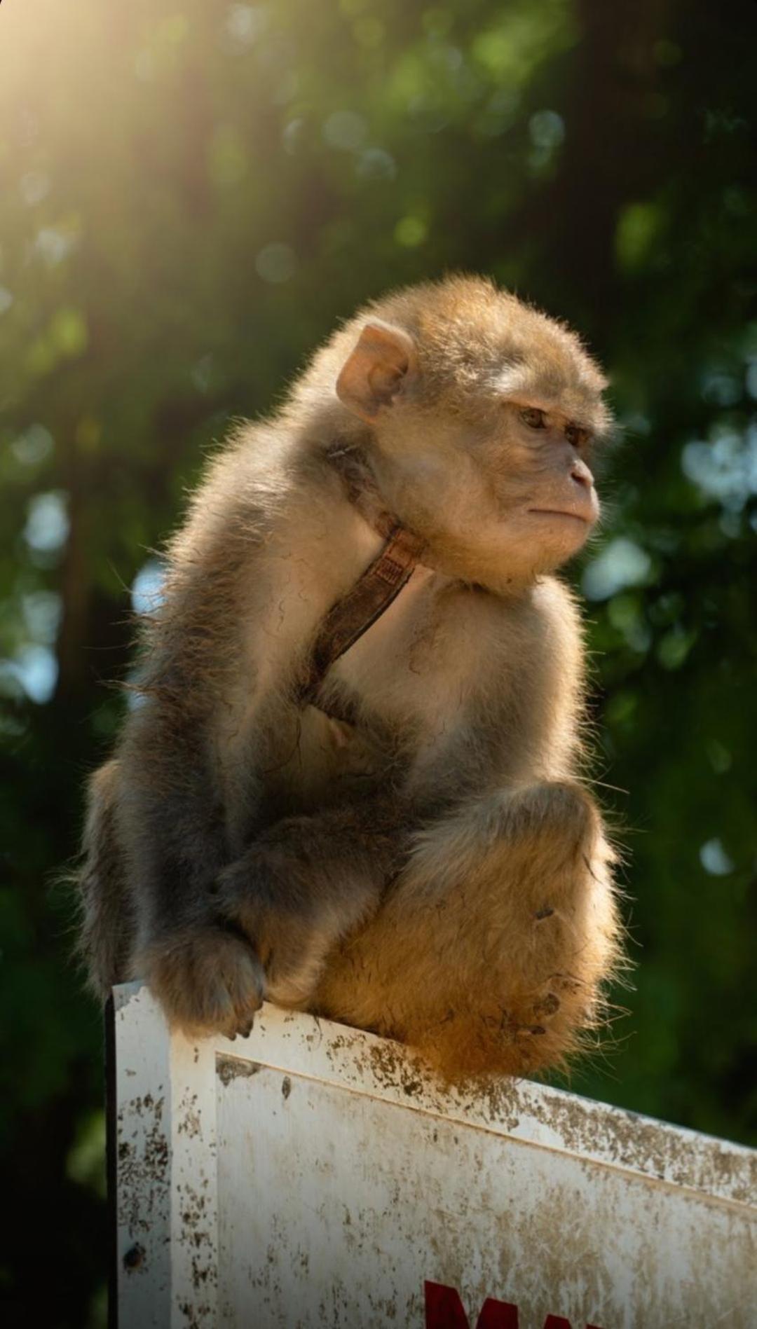 Polonezkoey Country Club & Accommodation In The Wildlife Park! Istanbul Luaran gambar