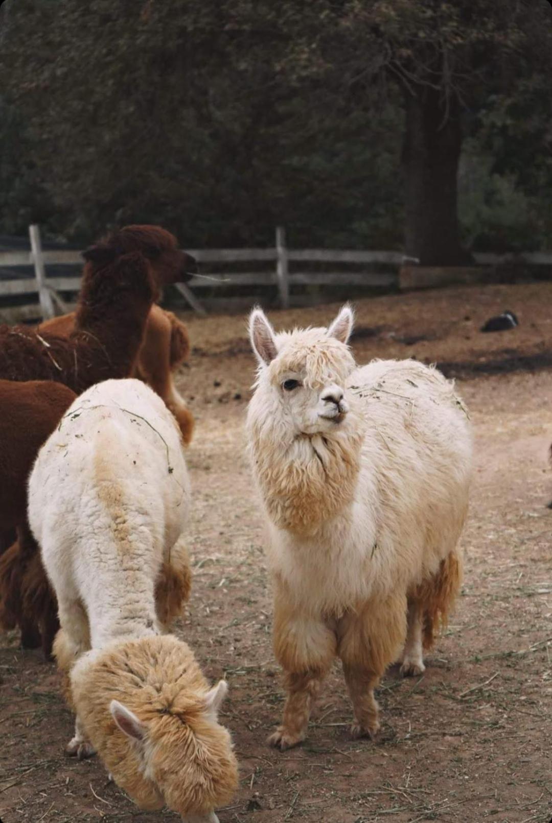 Polonezkoey Country Club & Accommodation In The Wildlife Park! Istanbul Luaran gambar